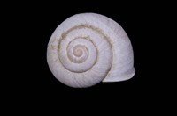 藏品(扁蝸牛)的圖片